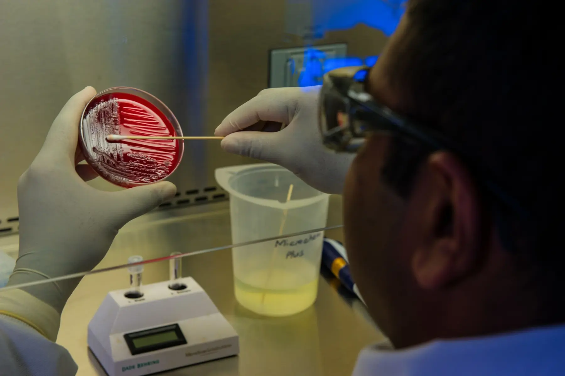 A person with rubber gloves on swabs a petri dish with red agar in it in a lab setting.